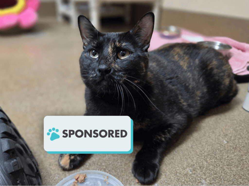 Topsi - Domestic Short Hair available for adoption
