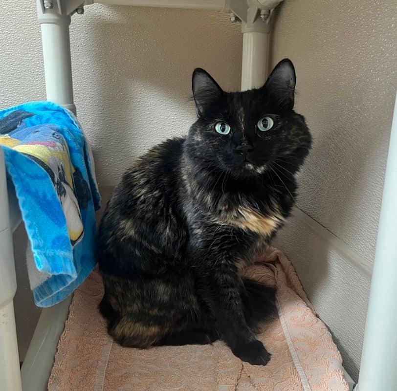Cattitude: Leena - Domestic Long Hair available for adoption