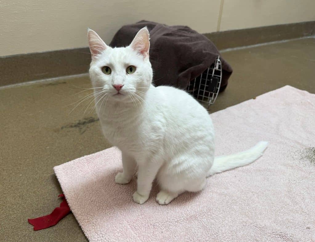 Cattitude: Yeti - Domestic Short Hair available for adoption