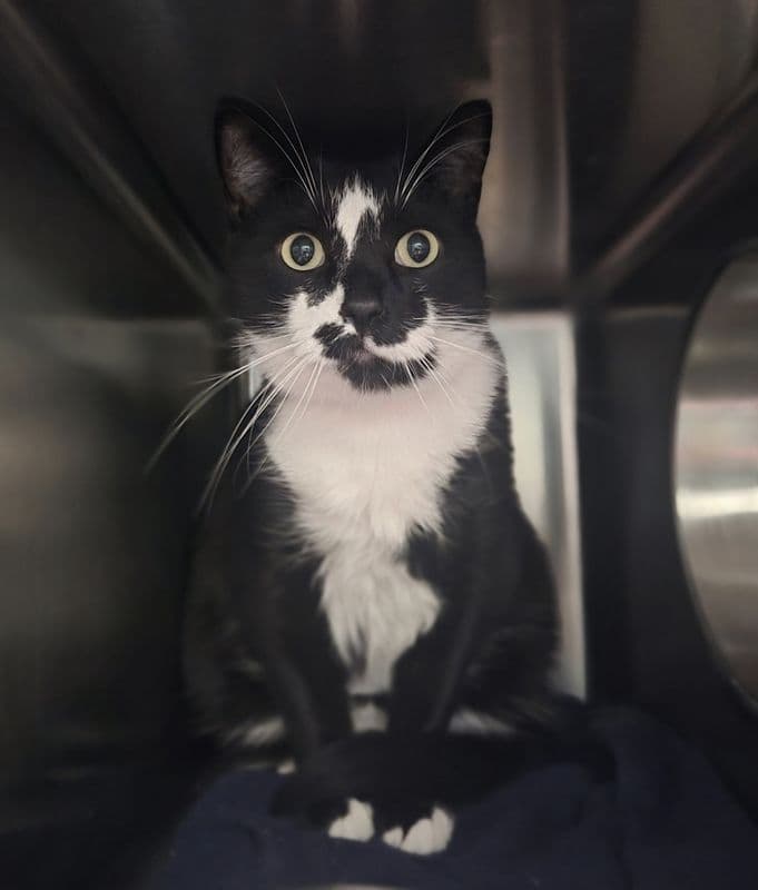 Hedley - Domestic Short Hair cat available for adoption at Edmonton Humane Society in Calgary