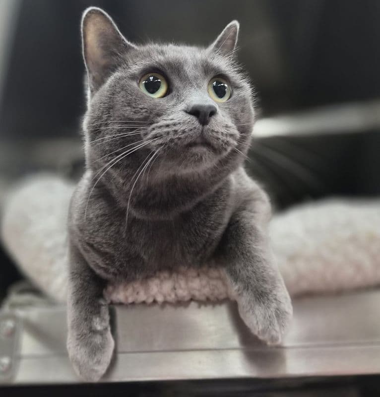 Friday - Domestic Short Hair cat available for adoption at Edmonton Humane Society in Calgary
