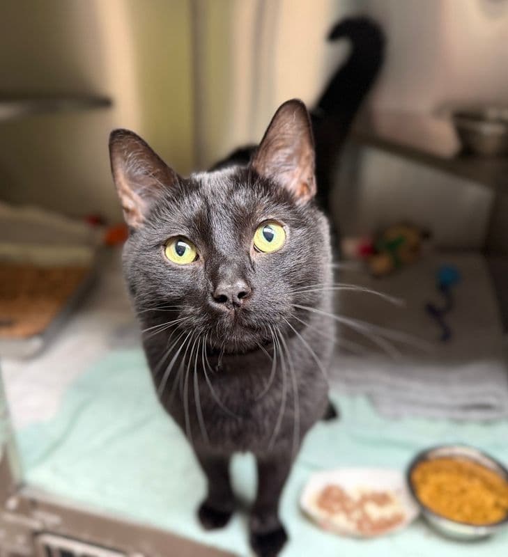 Chili - Domestic Short Hair cat available for adoption at Edmonton Humane Society in Calgary