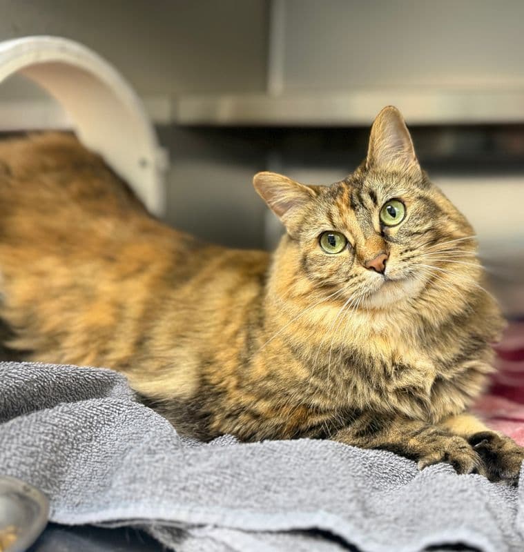 Lazari - Domestic Long Hair cat available for adoption at Edmonton Humane Society in Calgary