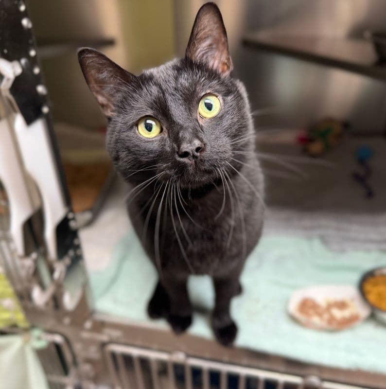 Chili - Domestic Short Hair cat available for adoption in Calgary