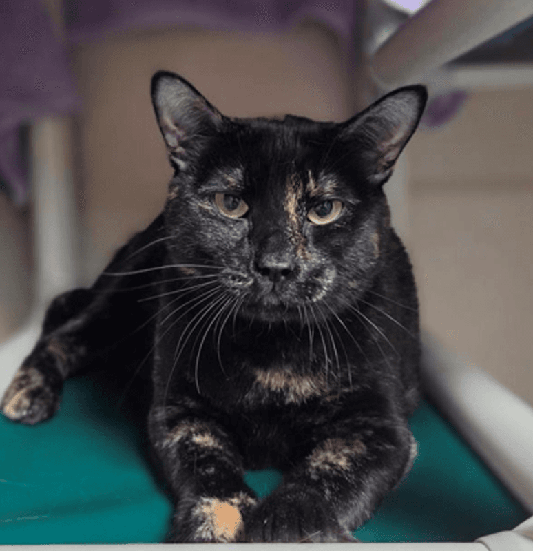 Topsi - Domestic Short Hair available for adoption