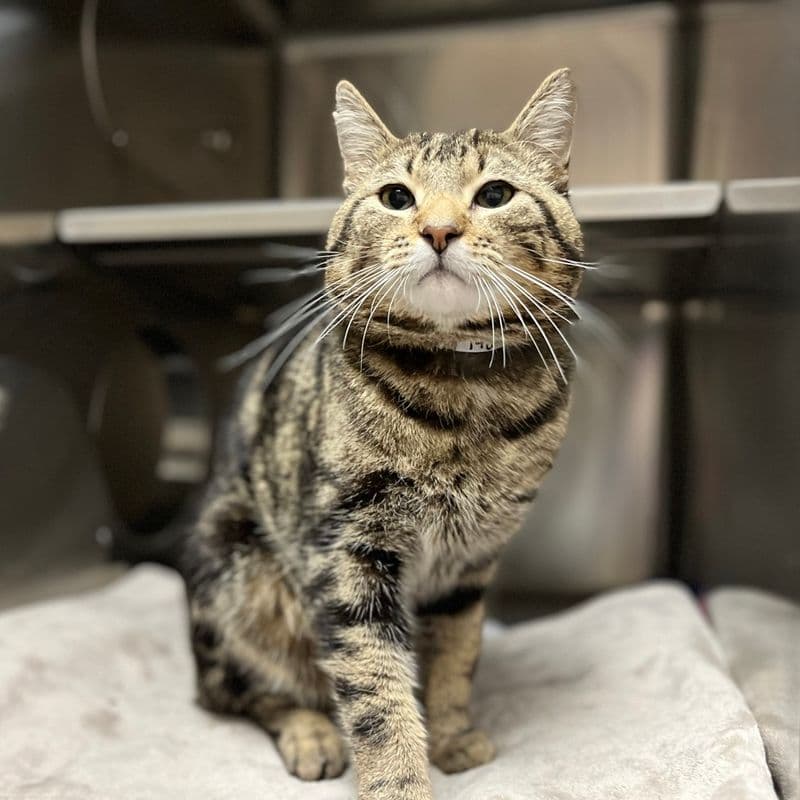 Lir - Domestic Short Hair cat available for adoption at Edmonton Humane Society in Calgary (1 of 6)