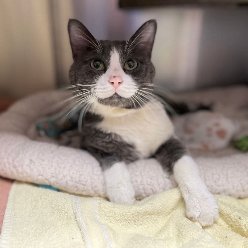 Flint - Domestic Short Hair available for adoption