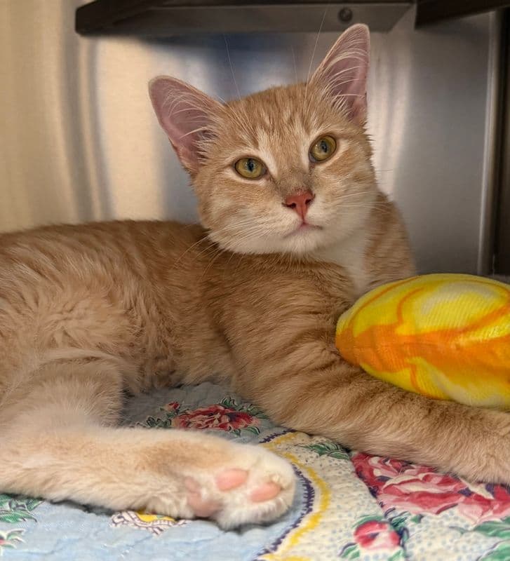 Fabius - Domestic Short Hair available for adoption