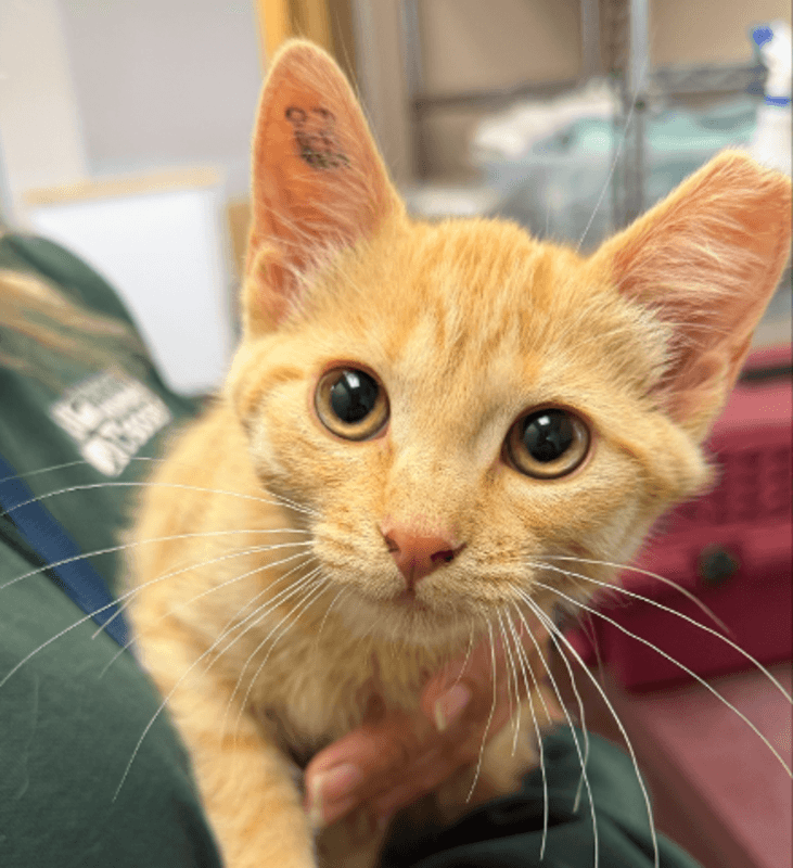 Jack - Domestic Short Hair cat available for adoption at Edmonton Humane Society in Calgary (1 of 4)