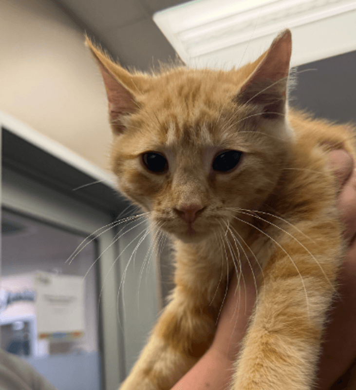 Maxine - Domestic Short Hair available for adoption