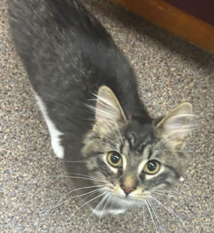 Pickles - Domestic Medium Hair cat available for adoption at Edmonton Humane Society in Calgary