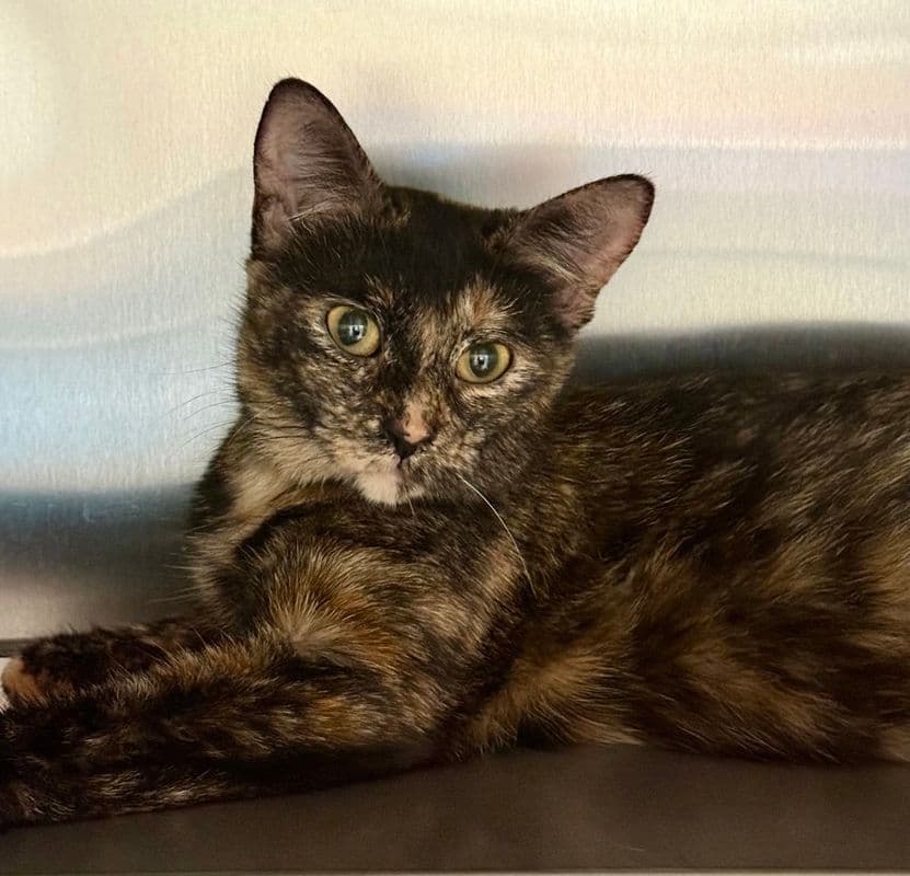 Cattitude: Rory - Domestic Short Hair available for adoption