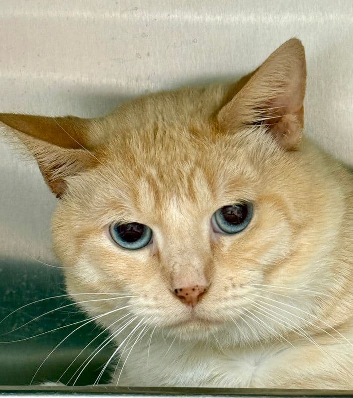 Cattitude: Loki - Domestic Short Hair cat available for adoption at Edmonton Humane Society in Calgary (1 of 6)