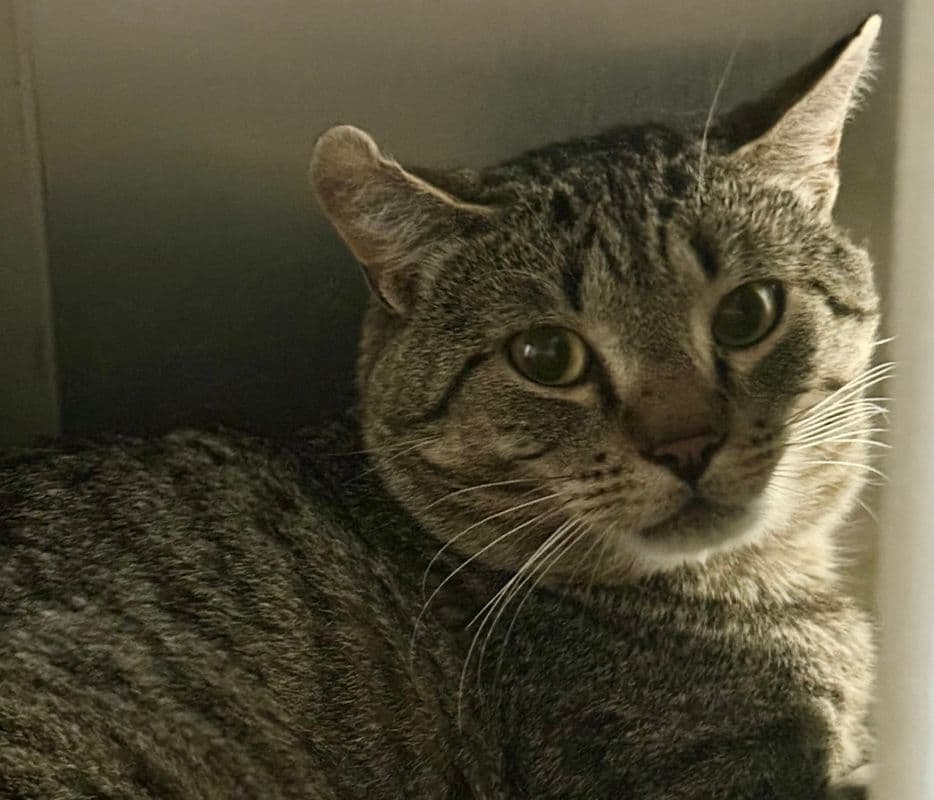 Bola - Domestic Short Hair available for adoption