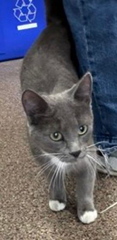 Duchess - Domestic Short Hair available for adoption