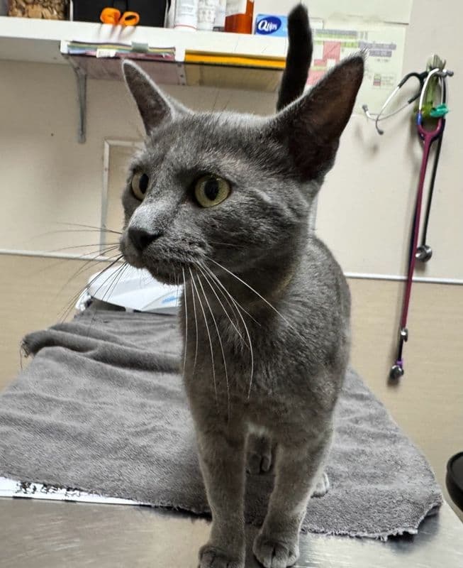 Windy - Domestic Short Hair available for adoption