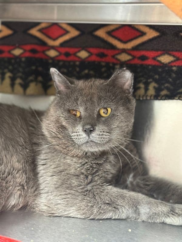Hail - Domestic Short Hair cat available for adoption at Edmonton Humane Society in Calgary (1 of 4)