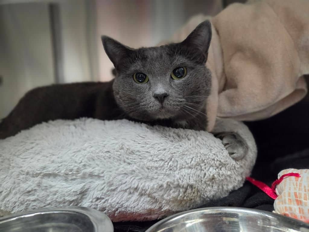 Nova - Domestic Short Hair available for adoption