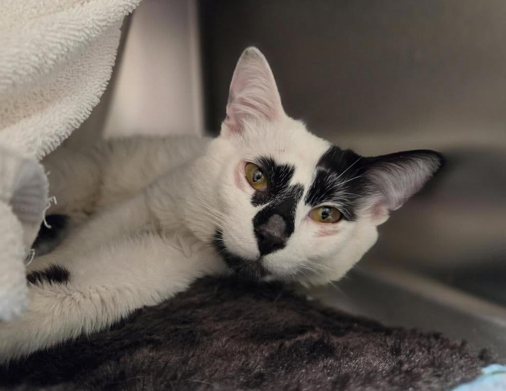 Jersey - Domestic Medium Hair cat available for adoption at Edmonton Humane Society in Calgary (1 of 4)
