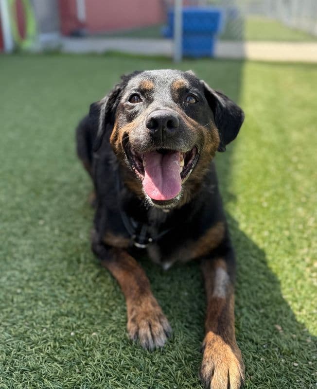 Hughey - Rottweiler available for adoption at Edmonton Humane Society in Calgary (1 of 6)