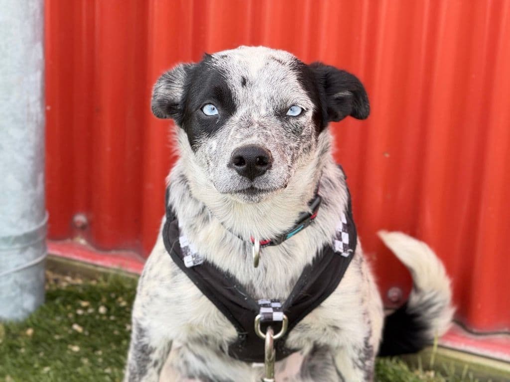Maggie - Australian Cattle Dog available for adoption at Edmonton Humane Society in Calgary (1 of 7)