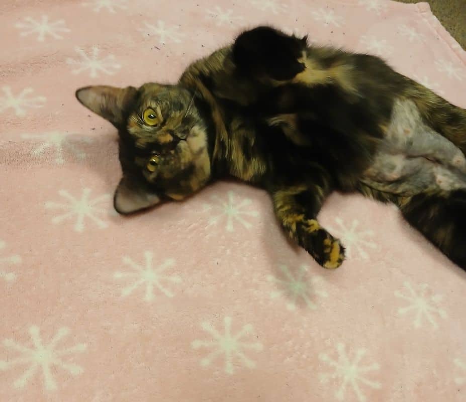 Cattitude: Rory - Domestic Short Hair available for adoption