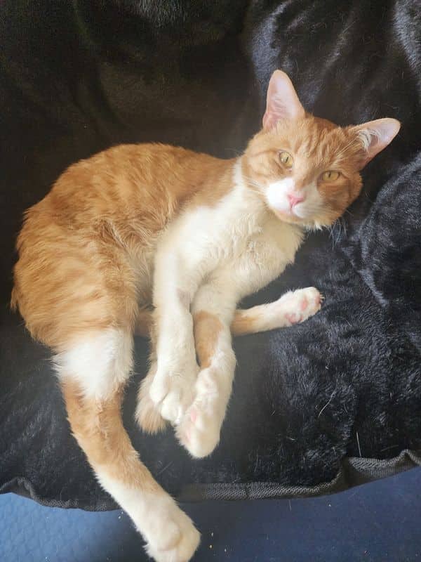 Jimmy Chew - Domestic Short Hair cat available for adoption at Edmonton Humane Society in Calgary (1 of 7)