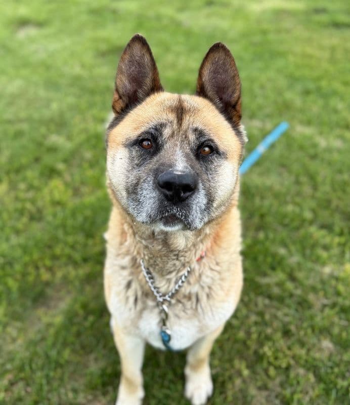 Stanley - Akita available for adoption at Edmonton Humane Society in Calgary (1 of 7)