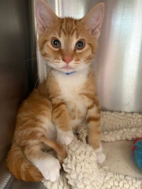 Daemon - Domestic Short Hair available for adoption