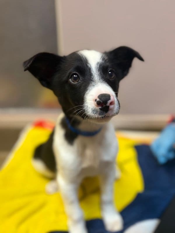Seamus - Australian Shepherd available for adoption at Edmonton Humane Society in Calgary (1 of 7)