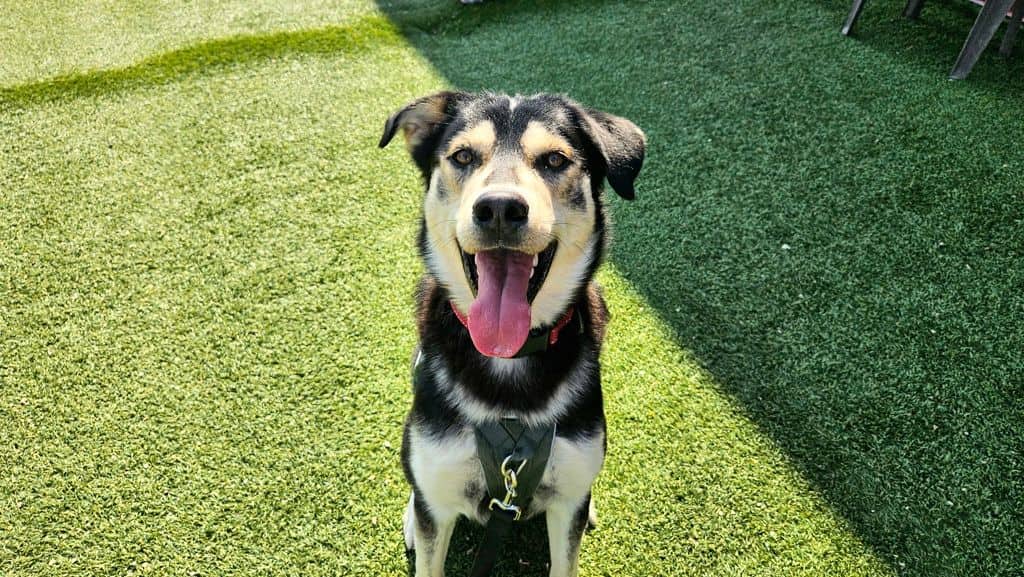 Deltone - Large Cross Breed available for adoption