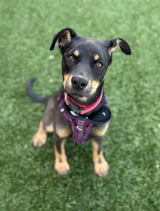 Harley - Mixed Breed available for adoption