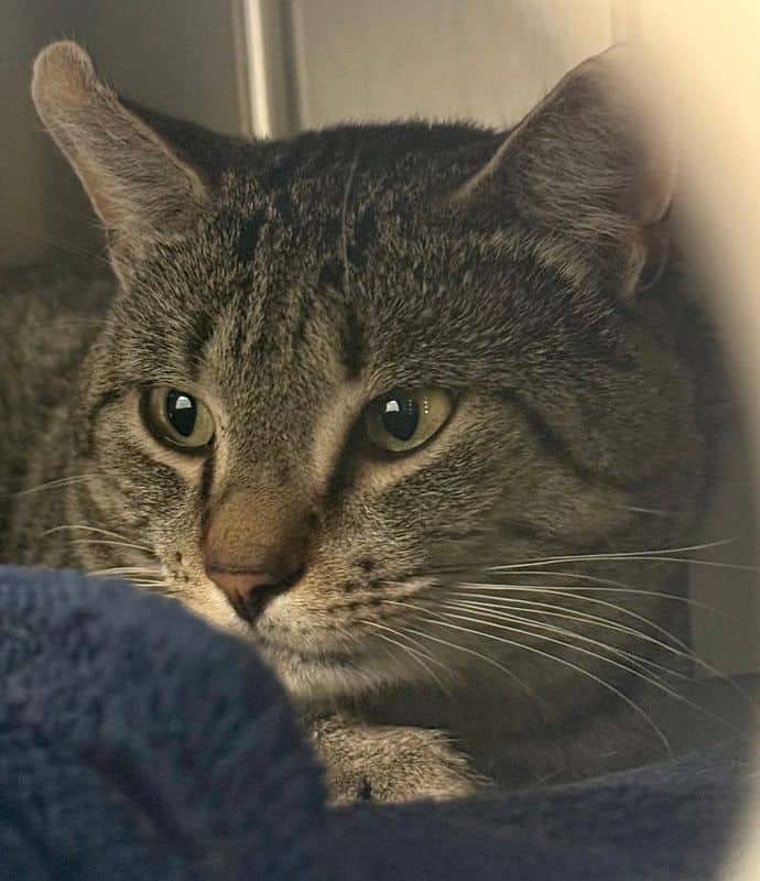 Bola - Domestic Short Hair available for adoption