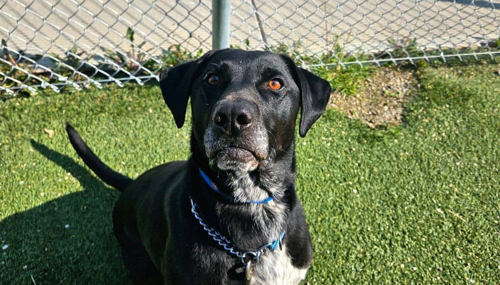 Miko - Labrador Retriever available for adoption at Edmonton Humane Society in Calgary (1 of 7)
