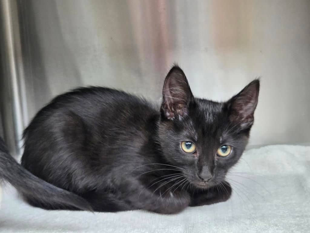 Mona - Domestic Short Hair available for adoption