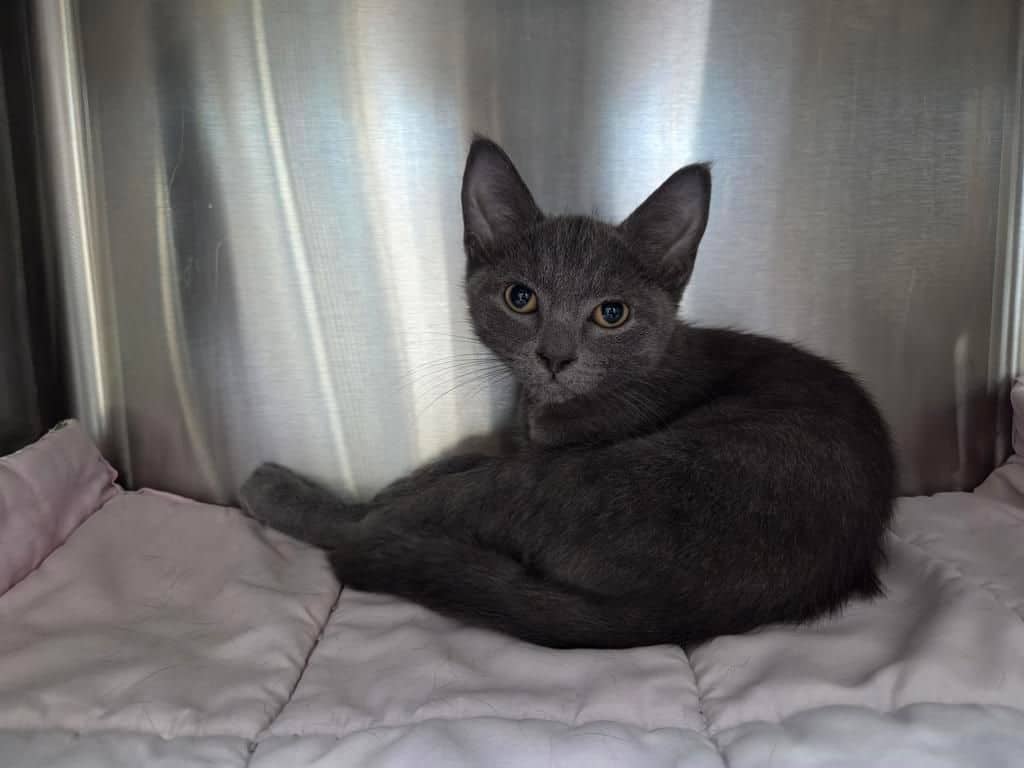 Morty - Domestic Short Hair cat available for adoption at Edmonton Humane Society in Calgary (1 of 4)