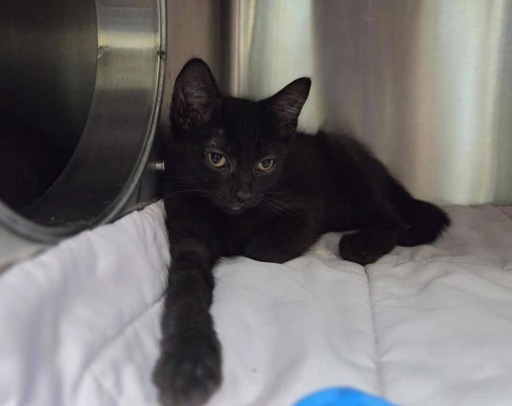 Maico - Domestic Short Hair available for adoption