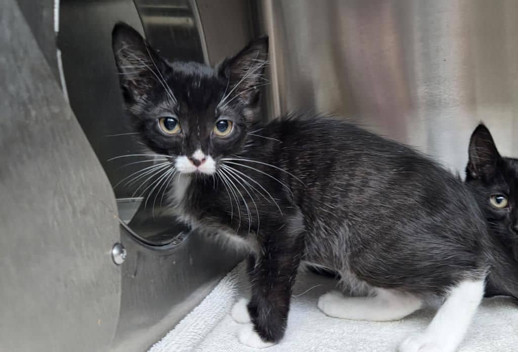 Mora - Domestic Short Hair available for adoption
