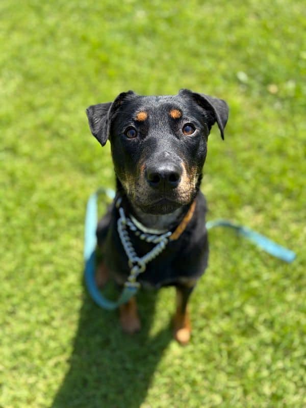Soarin - Large Cross Breed available for adoption at Edmonton Humane Society in Calgary (1 of 7)