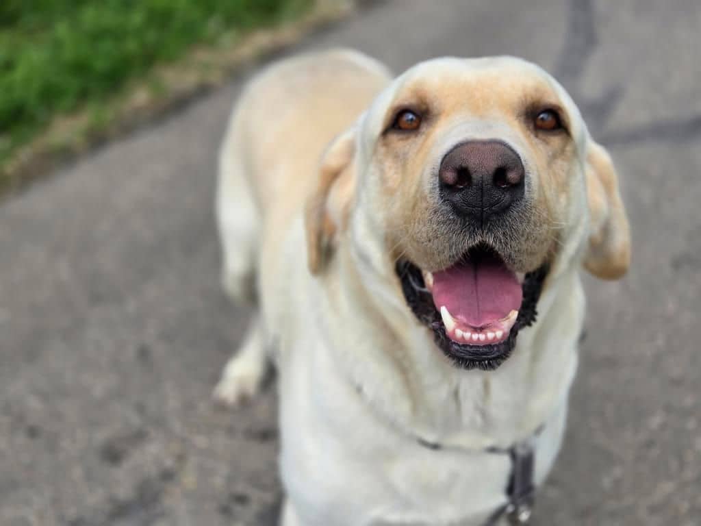 Tubs - Labrador Retriever available for adoption at Edmonton Humane Society in Calgary (1 of 7)