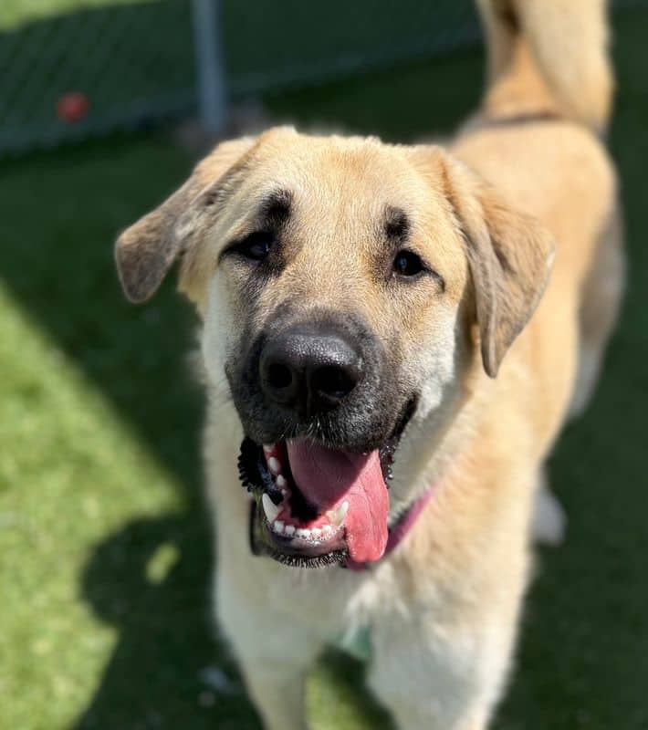Bella - Anatolian Shepherd Dog available for adoption at Edmonton Humane Society in Calgary (1 of 7)