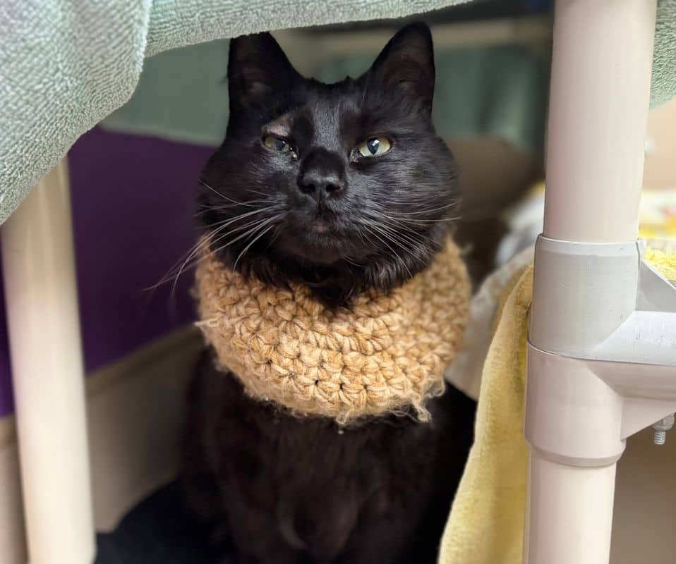 Ajax - Domestic Short Hair cat available for adoption at Edmonton Humane Society in Calgary (1 of 7)