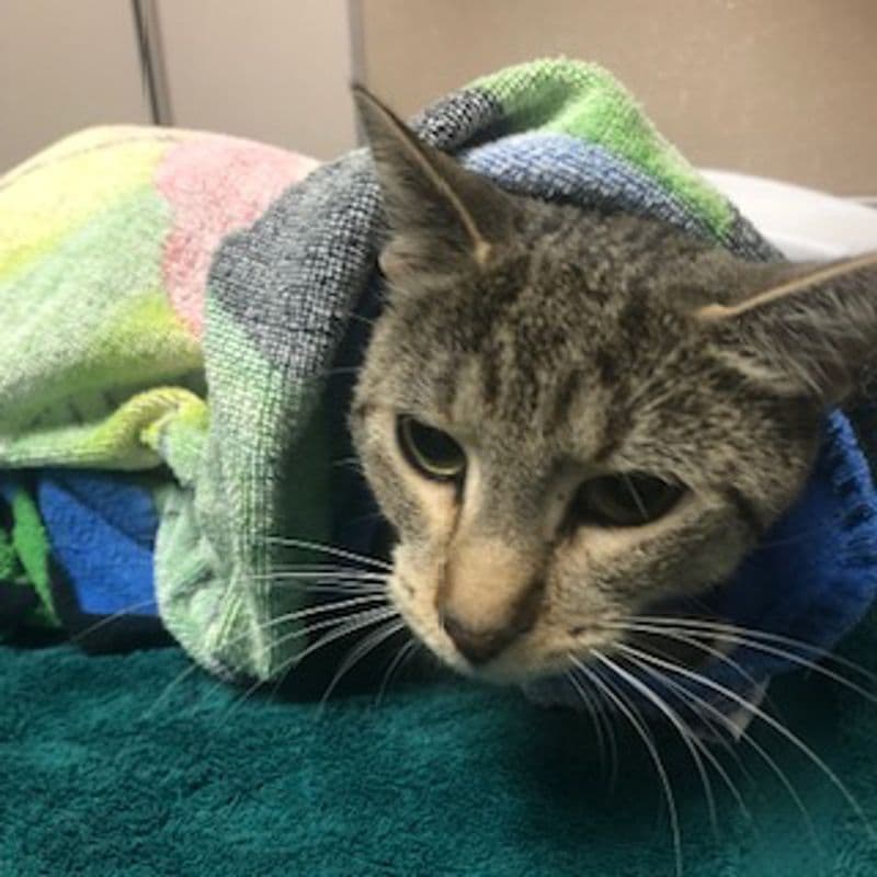 Parlby - Domestic Short Hair cat available for adoption at Edmonton Humane Society in Calgary