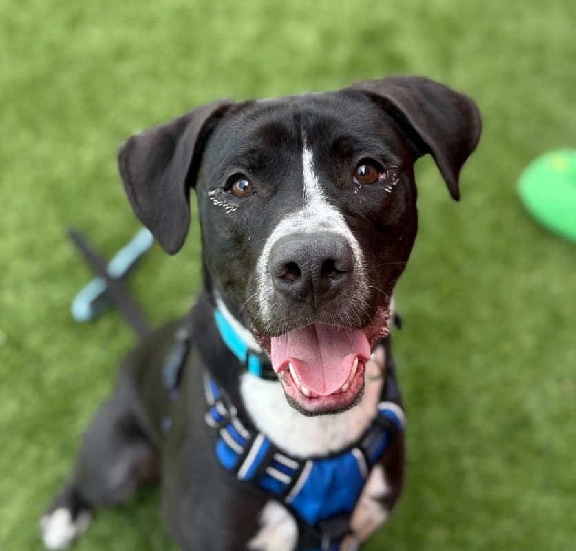Jasper - American Staffordshire Terrier available for adoption