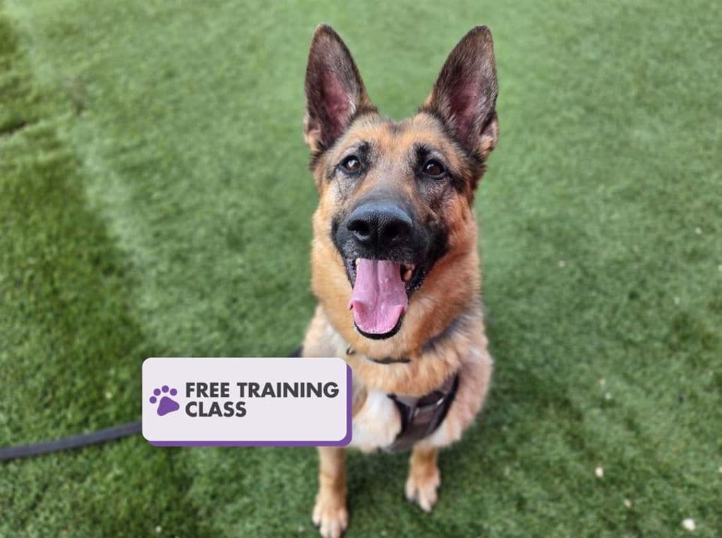 Marsha - German Shepherd available for adoption