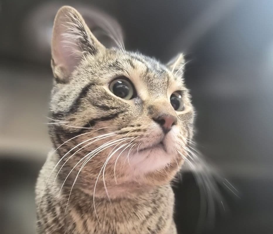 Boss - Domestic Short Hair cat available for adoption at Edmonton Humane Society in Calgary