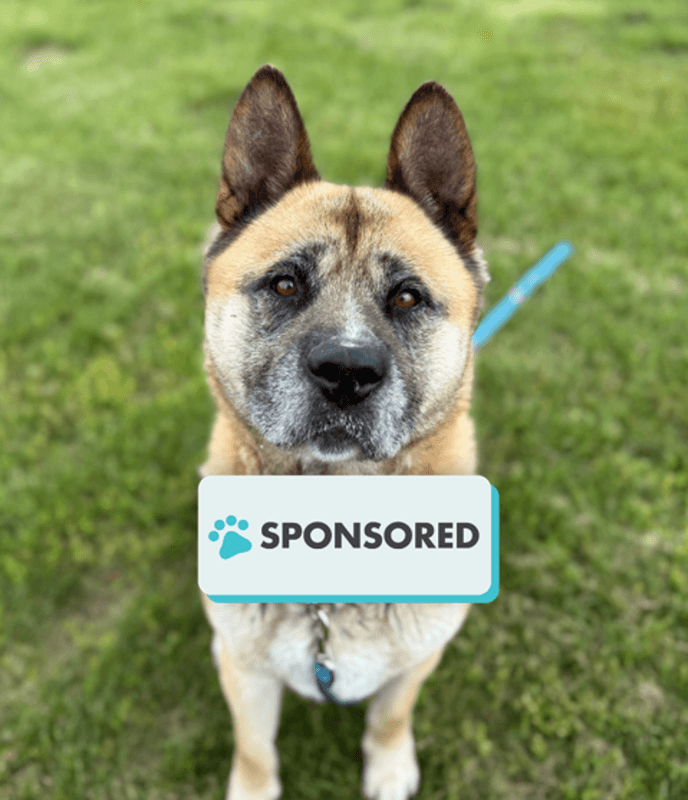 Stanley - Akita available for adoption