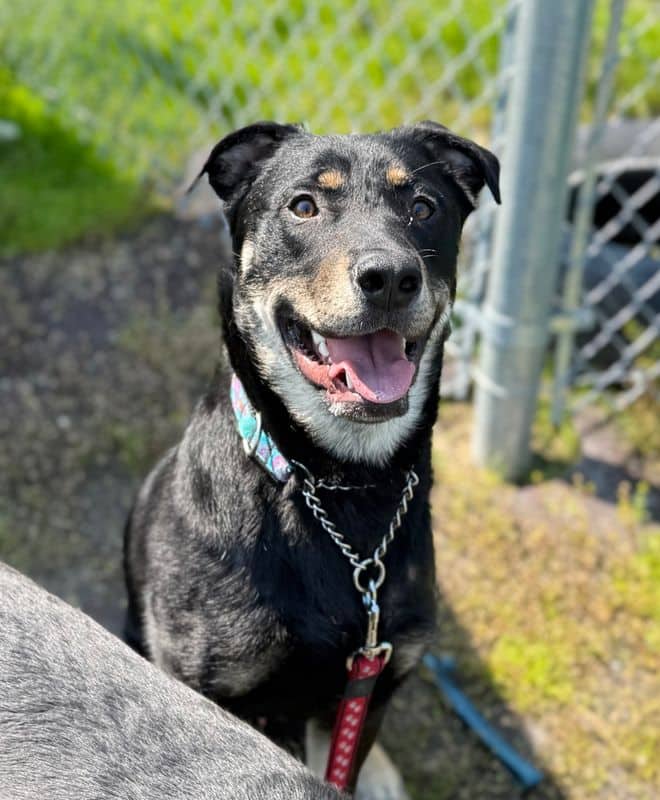 Tee - Large Cross Breed available for adoption