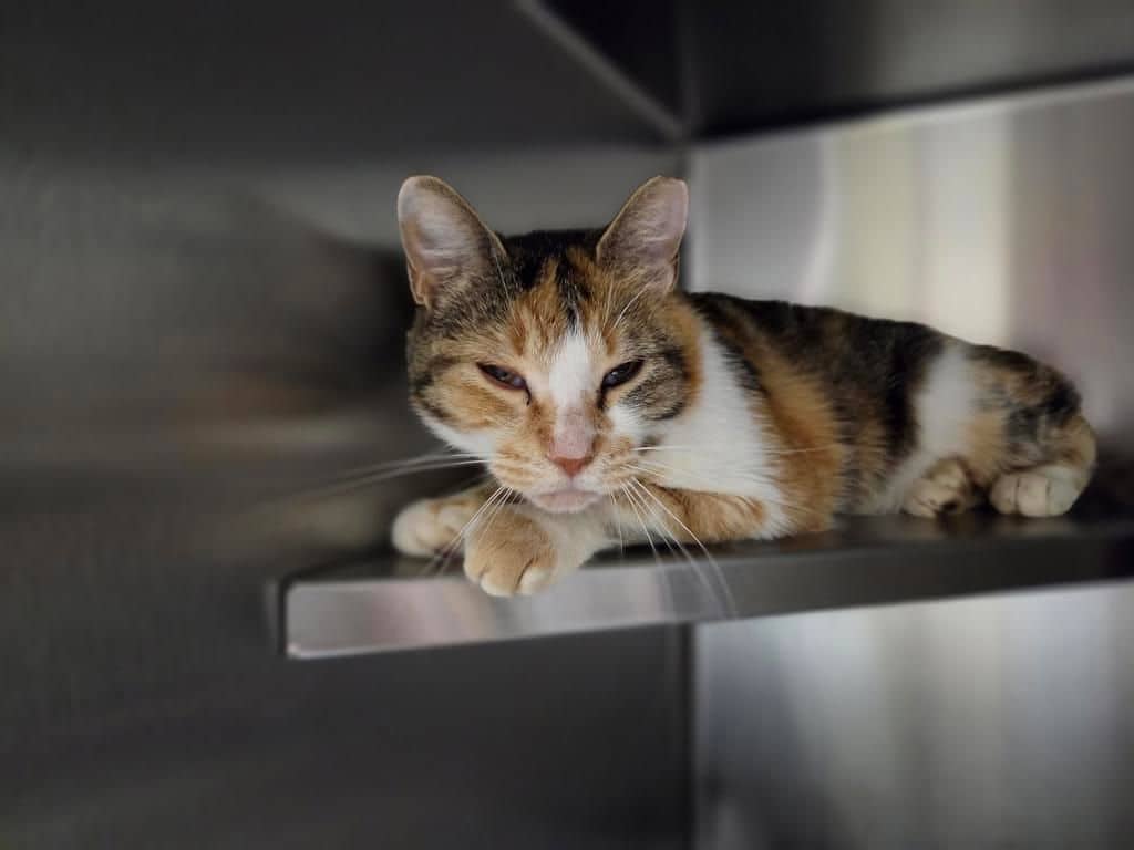 Cattitude: Blanche - Domestic Short Hair cat available for adoption at Edmonton Humane Society in Calgary (1 of 6)