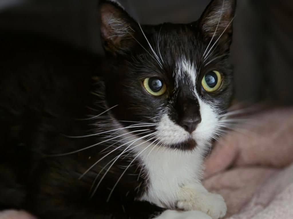 Maluna - Domestic Short Hair cat available for adoption at Edmonton Humane Society in Calgary (1 of 4)